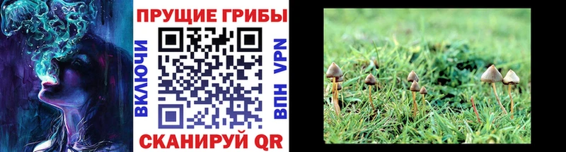 Псилоцибиновые грибы Magic Shrooms магазин продажи наркотиков Туймазы